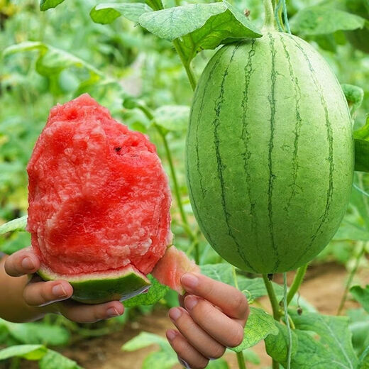 Jingyu's new product 2K small watermelon seeds, thin skin, few seeds, red flesh watermelon potted balcony fruit seeds, high yield, sown in all seasons, juicy and sweet, 2K watermelon, 10 pieces, original selection, 2 packs