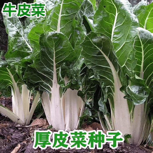 Xinning Brassicae Seeds for human consumption, white stems, large broad leaves, thick skin, high-yielding all-season old variety, Spring Brassica Genda Vegetable Seeds, Broad-leaf Brassicae 4 packs, 6 packs available (40 people choose)