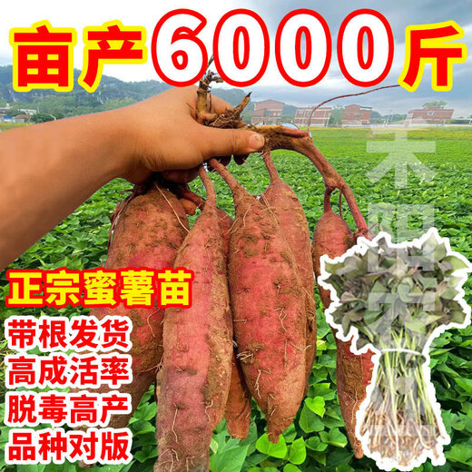 High-yielding sweet potato seedlings, sweet potato seedlings, watermelon red seedlings, honey sweet potato bud seedlings, roasted sweet potato seedlings, ground planting S3.