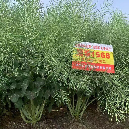 Surui dwarf cabbage-type rapeseed Renhe Aiyou 1568 is disease-resistant, high-yielding, cold-resistant, disease-resistant and drought-resistant, and has high oil content. Aiyou 1568 original 80 grams (about 20,000 seeds)