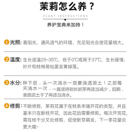 Jasmine seedling potted plant with buds Jiuli Xiang old pile mosquito repellent flower plant indoor strong fragrance blooms in all seasons and easy to grow Large jasmine flowers 4-6 buds are full and pots are not included