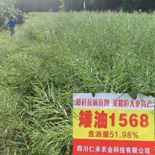Surui dwarf cabbage-type rapeseed Renhe Aiyou 1568 is disease-resistant, high-yielding, cold-resistant, disease-resistant and drought-resistant, and has high oil content. Aiyou 1568 original 80 grams (about 20,000 seeds)