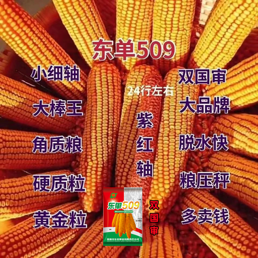 Spot new species Dongdan 509 double national-approved twin short-stem extra-large cob high-yielding corn seed purple stem purple root lodging resistance Big Mac Dongdan 509 five acres of land red axis long grain lodging resistance drought and pest resistance high temperature