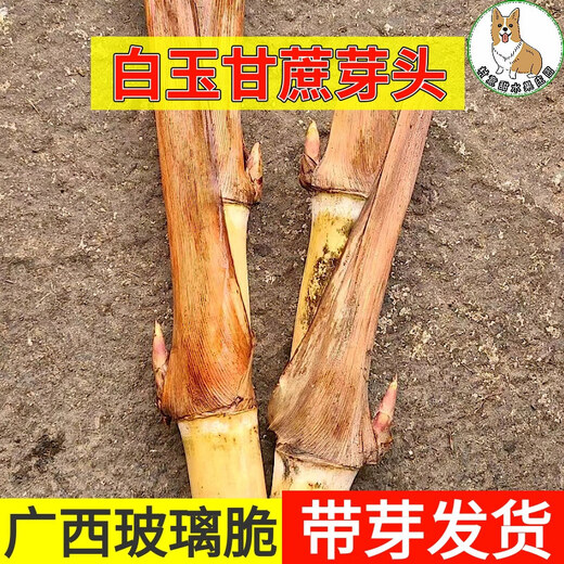 Asarum Guangxi Muge White Jade Sugar Cane Seeds Authentic Glass Crisp Seedlings Origin Straight Hair with Buds Delivered 3 Roots