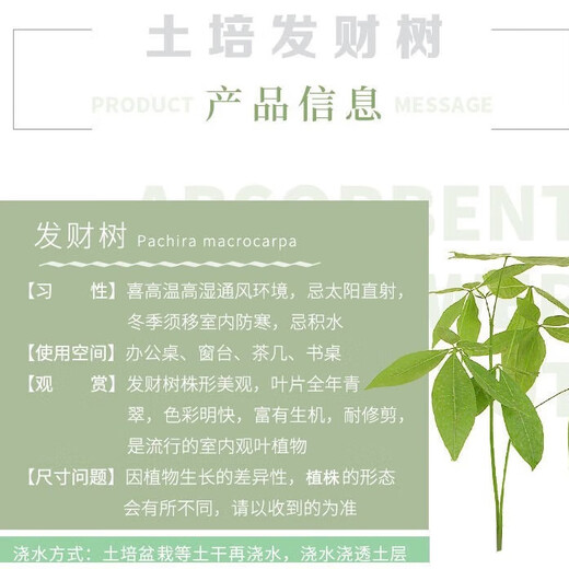 Package live money tree potted flowers and green plants office formaldehyde-absorbing pothos asparagus asparagus hydroponic easy to grow thick 2-3cm single pole money tree original pot