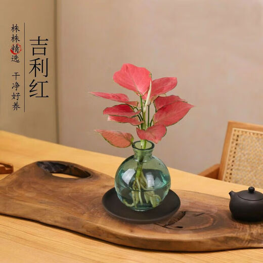 Love You Ten Thousand Years Zen Hydroponic Money Tree Potted Flower Plants in the Office for All Seasons to Recruit Wealth Lotus Bamboo Bamboo Cypress Chinese Smoked Green Bottle Purple Sand Tray
