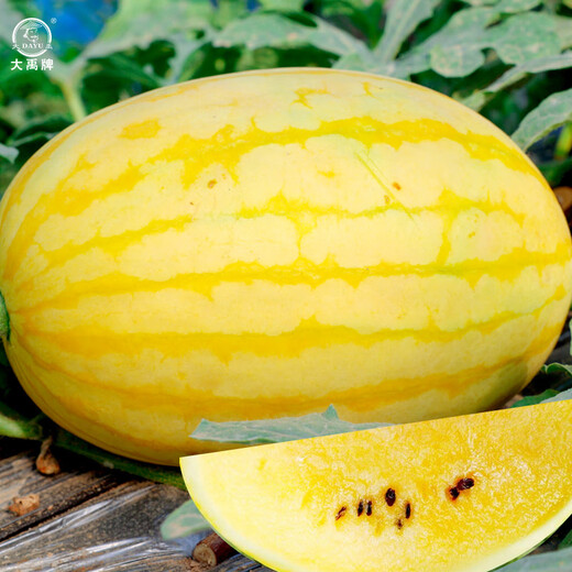 Dayu Yellow Heart Watermelon Seeds, Early Maturity, Yellow Skin, Red Flesh, Yellow Flesh, Special Xiaofeng Watermelon Seeds, Southern Fruit, Golden Beauty Watermelon Seeds, 100 Yellow Skin, Yellow Flesh