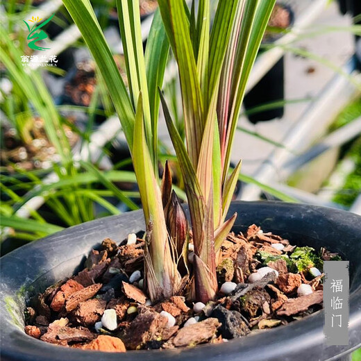 Wengyuan Orchid Lotus Petal Orchid Fulinmen Thin-Leaf Red Orchid Potted Fragrant Orchid Fulinmen 2 Seedlings Extra Strong Seedlings Simple Pot Soil