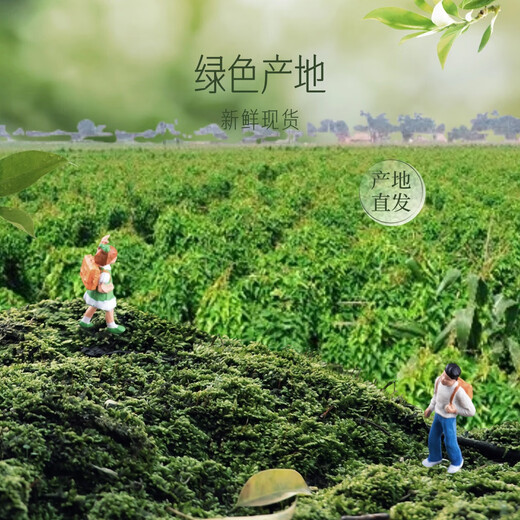 Jingxijia Authentic Wenxian sandy soil yam, fresh soft glutinous iron bar yam, premium gift box - new and old packaging shipped randomly, 5Jin Jin equals 0.5kg gift box