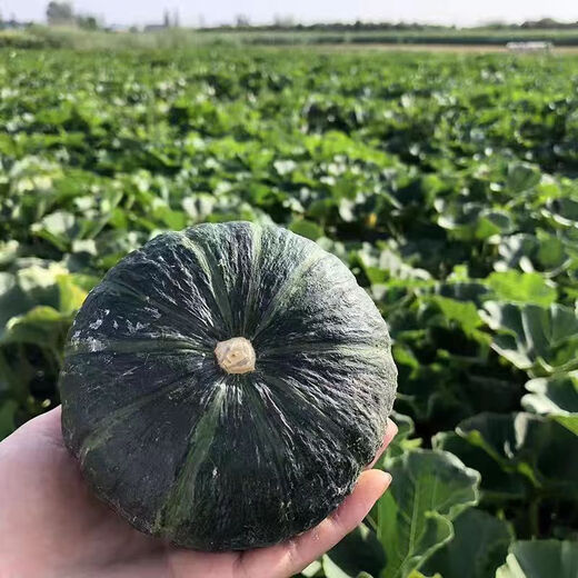 Jingxijia Authentic Beibei Pumpkin Baby Food Supplement Fresh Vegetables Fresh Breakfast Weight Loss Fat Reduction JD Logistics Chestnut Flavored Pumpkin 2Jin Jin equals 0.5kg with box