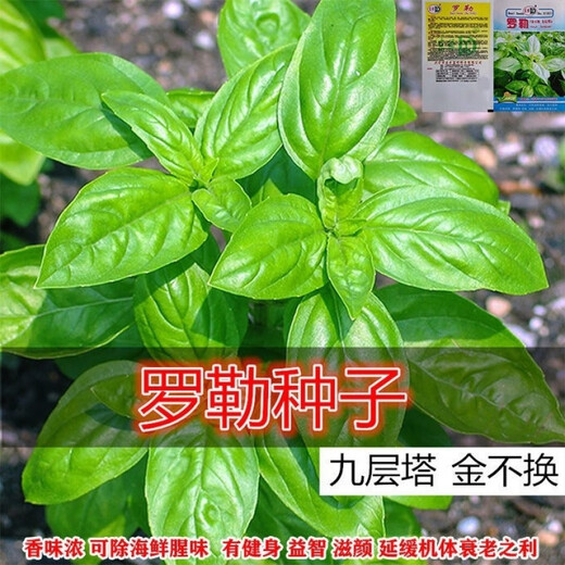 Basil seeds gold does not change potted edible gold does not change seeds Chaoshan nine-story tower high balcony potted plants for spring and autumn sowing Basil gold does not change seeds original 5 packs about 1300 capsules++
