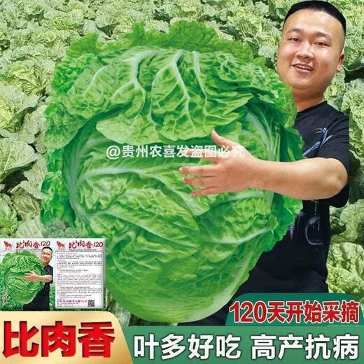 38 Jin Jin is equal to 0.5 kg. Overwintering Chinese cabbage seeds Shandong Chinese cabbage seeds. Chinese cabbage seeds are disease-resistant and high-yielding. Leafy cabbage. Original 3 packs (about 3000 grains) + Songpin. 38 Jin Jin is equal to 0.5 kg. Winter storage Chinese cabbage seeds.