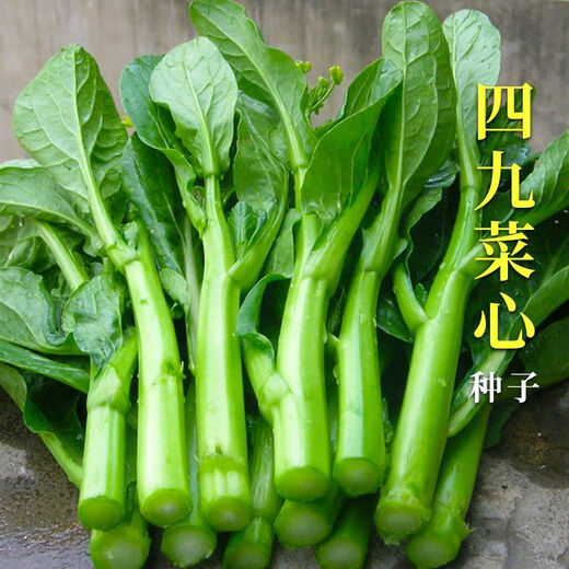 四季菜心种子广东四九甜脆菜心耐热油青耐高温农家青菜苔 四九甜心菜种子 精选(约23984粒)