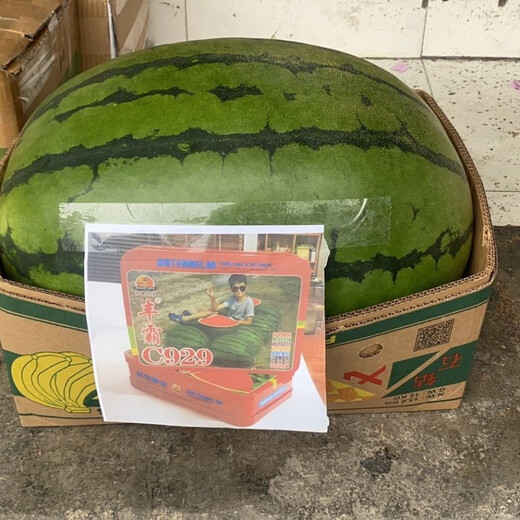 Fengba C929 watermelon seed round melon with thin skin, super sweet, medium and late maturity, high yield and disease resistance base, special for Fengba C929 one can (50g)