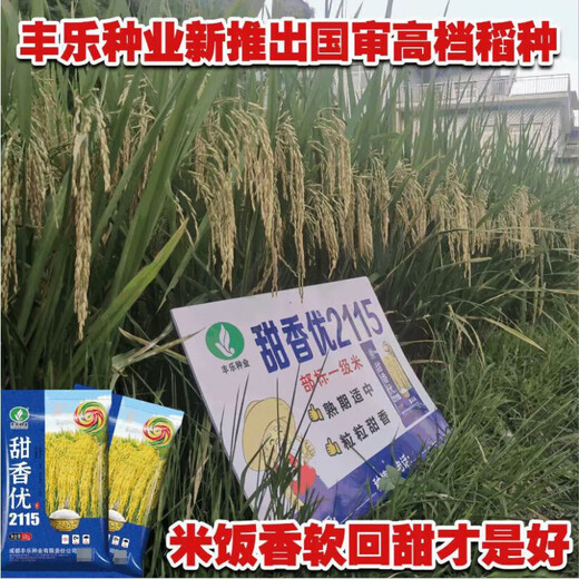 New species of Tianxiangyou 2115 Zhuangxiangyou 1205 hybrid high-yielding rice seeds, strong-flavor first-grade rice, long-grain fragrant rice, single-agent package, insecticide + bactericide + bird repellent *1 set