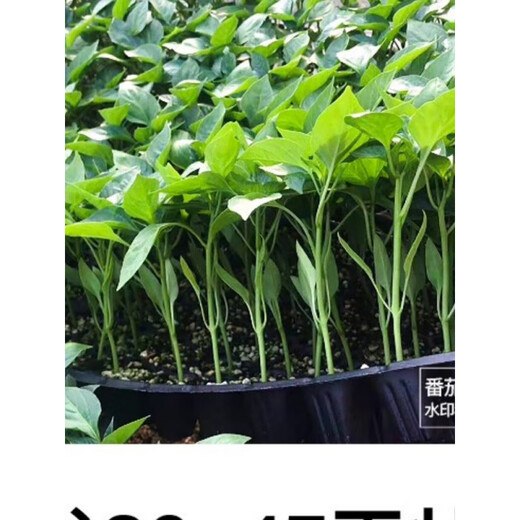 Momotaro tomato seedlings, Provence black tomato old variety fruit potted sand pulp iron sheet Qianxi large Momotaro tomato seeds 10 pieces