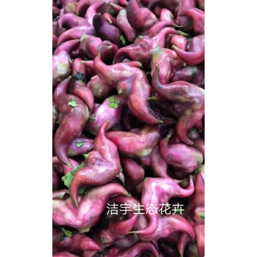 Old water chestnut seed seedlings, pond aquatic plant water chestnut seedlings, planting green water chestnut seeds, four-season vegetables, red water chestnut seeds, special grade red water chestnut (seeds) 100 pieces