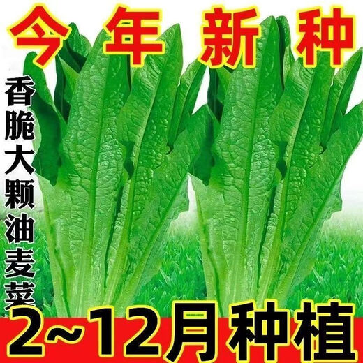 Jingdong Logistics Vegetable Seeds for Four Seasons Sowing Potted Balcony Garden Cilantro Lettuce Spinach Simple and Easy to Grow in Autumn lettuce seeds 1 pack about 1000 grains