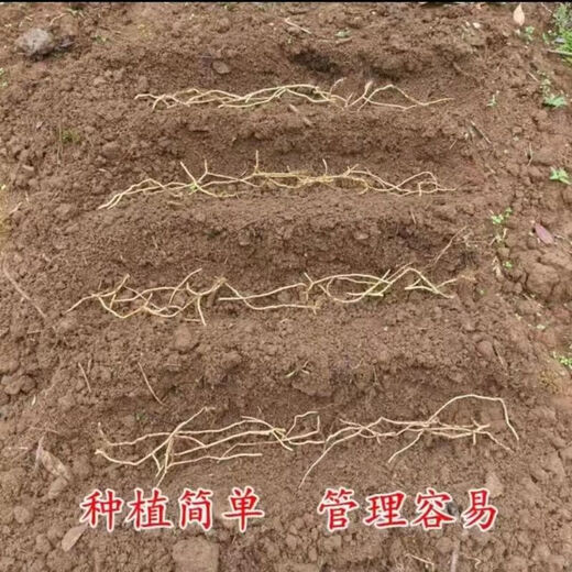 Houttuynia cordata seeds fresh old root seeds with mud and without leaves buds potted vegetable planting roots 500g