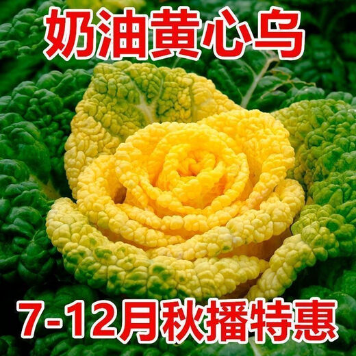 Yellow cabbage seeds, cold and wet-resistant, field garden planting, chrysanthemum heart cream, yellow cabbage vegetable seeds, standard, newly arrived, 1 pack, 1010 capsules