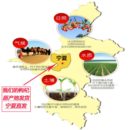 新货枸杞500g正宗中宁红枸杞宁夏苟枸杞子袋装大粒红构纪干泡茶水 【2斤】新货枸杞500克-2袋 大果