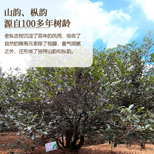 顶青湖 古树单株凤凰单枞茶特级高山潮州乌岽单丛礼盒装500g