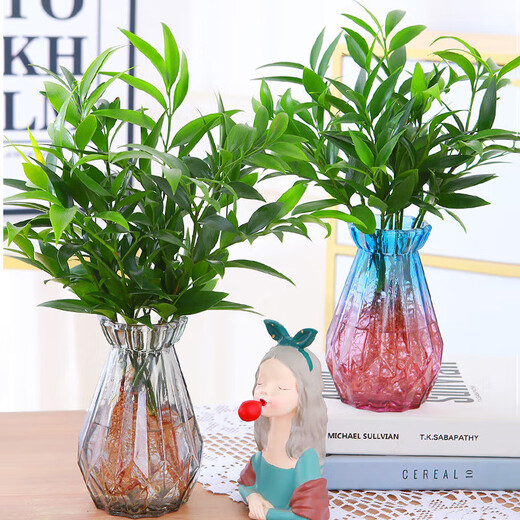 Flower list Bamboo and cypress potted hydroponic mosquito repellent plants green plant potted plants all year round evergreen 20 trees (excluding bottles) straight from the source