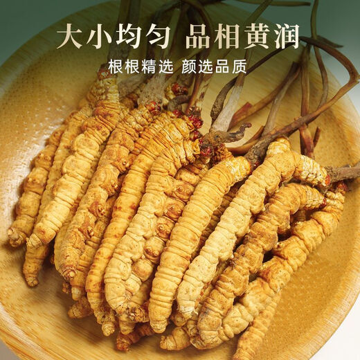 
Beijing Tongrentang Official Store Flagship [must-see for gifts] Cordyceps authentic dried goods Cordyceps sinensis 2024 high-end gift box 4 sticks/gram Complete grass [10 grams]