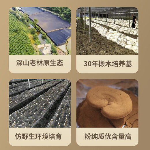 却老斋牌 破壁灵芝孢子粉1g25袋 营养品双指标高三萜保健品增强免疫力 粉剂25g*9盒【季度量+】