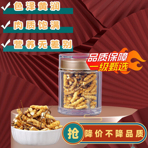 【处理断草】断草冬虫夏草大断草正宗藏区断虫草断草正品干货自食 西藏那曲高海拔整肉节50克送5克