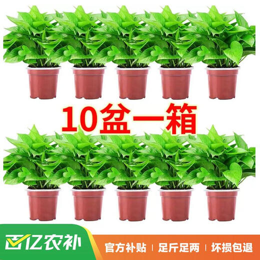 Shuangmeng potted green radish formaldehyde removal flowers and green plants office new house air purification 110 styles 10 pots straight from the source