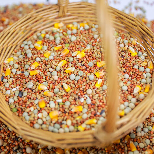 New pigeon food nutrition contains corn 10kg bird food homing pigeon white adult young pigeon ornamental pigeon food without corn pigeon food 3Jin Jin is equal to 0.5 kg