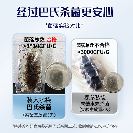 Xiaoqin Dalian frozen ready-to-eat sea cucumber 500g 10-14 pieces Liao sea cucumber seafood and aquatic products New Year's goods