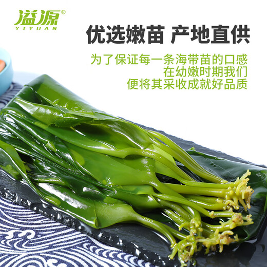 溢源【源头直发】有机盐渍海带苗海带嫩芽500g凉拌凉菜煲汤火锅食材 500g有机盐渍海带大苗