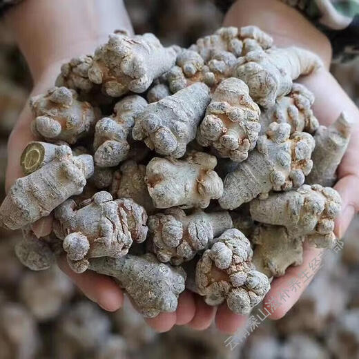 Yunnan Wenshan Spring Panax notoginseng whole wild Panax notoginseng wholesale price unwaxed Panax notoginseng heads soaked in water agricultural products 250g (15 pieces)