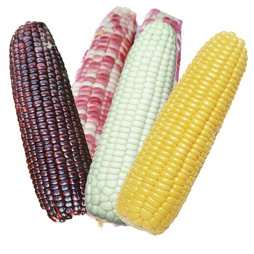 Sowing mood super sweet waxy corn seeds black sweet glutinous sticky colorful waxy fruit corn seeds larvae field high yield big stick easy living hybrid 4 types of 50 grain corn 1 pack each No Specifications