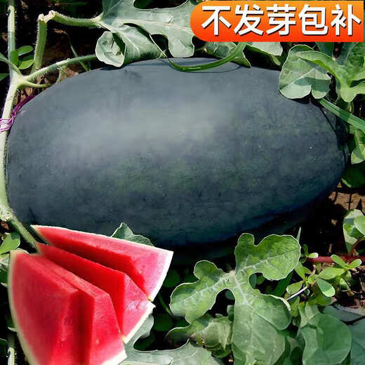 Authentic Black Beauty Watermelon Seeds for outdoor field planting with red flesh, crispy and sweet flesh, easy to grow fruits in spring, Black Beauty Watermelon Seeds 1 pack, about 30 capsules