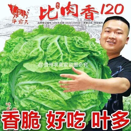 38 Jin Jin is equal to 0.5 kg. Overwintering Chinese cabbage seeds Shandong Chinese cabbage seeds. Chinese cabbage seeds are disease-resistant and high-yielding. Leafy cabbage. Original 3 packs (about 3000 grains) + Songpin. 38 Jin Jin is equal to 0.5 kg. Winter storage Chinese cabbage seeds.