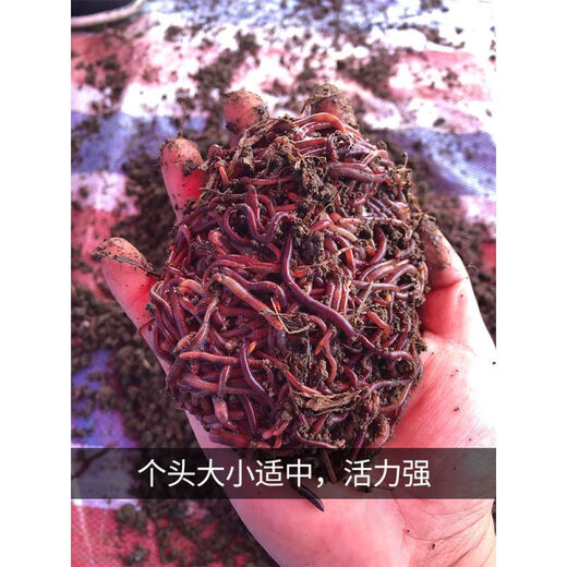 Zailu Daqiu introduces fresh red earthworms live bait small large size bulk live bait fishing earthworms boxed fish fishing gear shop small size one Jin Jin is equal to 0.5 kg + 30 boxes