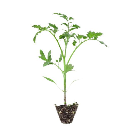 Momotaro tomato seedlings, Provence black tomato old variety fruit potted sand pulp iron sheet Qianxi large Momotaro tomato seeds 10 pieces