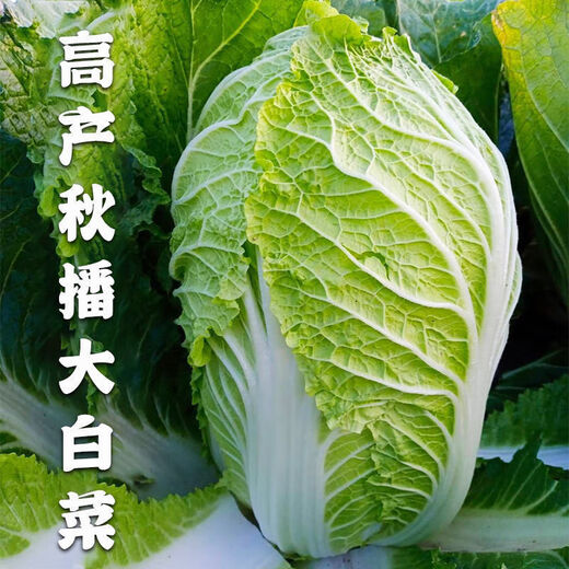 Autumn sowing Chinese cabbage seeds 90 days cabbage balling cabbage early and late maturing farmhouse high-yielding disease-resistant vegetable seeds newly improved Shandong No. 4 autumn cabbage 1000 grains
