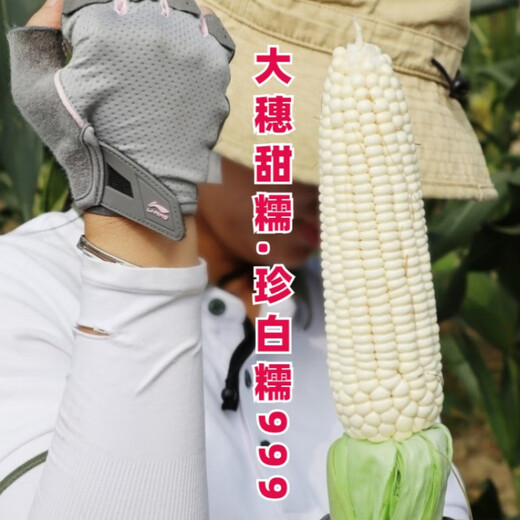 Wangyuan Xingzhen Bainuo 999 corn seeds extra large stick sweet glutinous big ear high yield white glutinous sticky spring and autumn corn bract seeds 500g can Zhenbainuo 999 10 cans