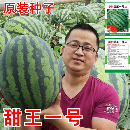 Xiangbin 8424 Kirin seedless Meidu watermelon seeds complete set of seeds fruit melon seedlings small southern vegetable seedlings sweet king No. 1 watermelon seeds 30 original