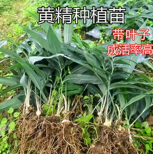 Polygonatum vulgaris planting seedlings, Polygonatum vulgaris seeds, fresh chicken heads, Polygonatum vulgaris seedlings, tiger ginger seedlings, nourishing medicinal materials, golden seedlings, buds, Polygonatum vulgaris seed blocks 1 Jin Jin is equal to 0.5 kg