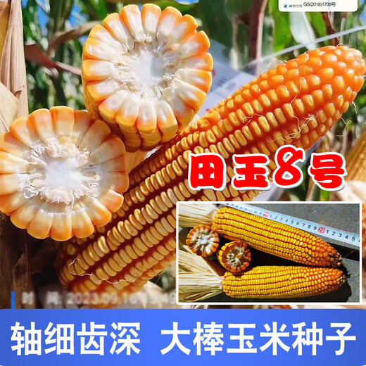 Семена кукурузы средней высоты Юньнань Тяньюй № 8, оригинальные аутентичные семена кукурузы с большой палкой и глубоким зубчиком Тяньюй № 8, семена кукурузы 4 Цзинь Цзинь, равные 0,5 кг, 1 мешок, 2 кг/мешок