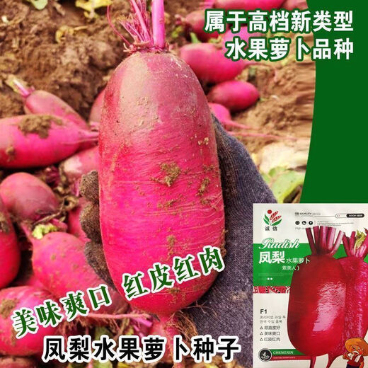 凤梨水果萝卜种子生吃紫美人萝卜胭脂萝卜籽夏季四季蔬菜种子大全 精品原装【1098粒】五包