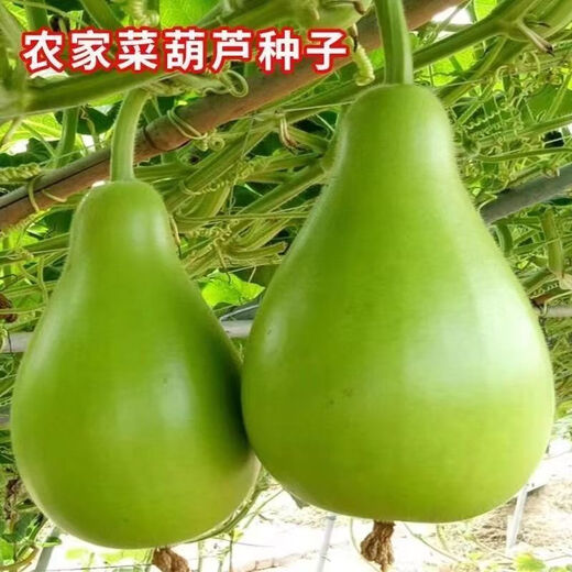 Four seasons extra large gourd seeds edible gourd seeds can be used to make water gourds all seasons farmhouse gourd seeds affordable price 1 pack
