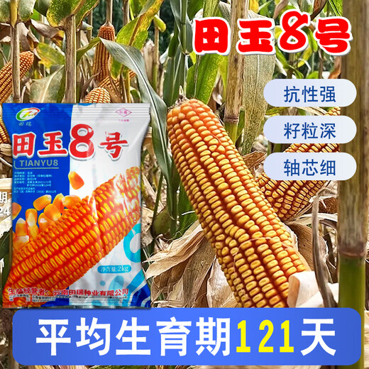 Семена кукурузы средней высоты Юньнань Тяньюй № 8, оригинальные аутентичные семена кукурузы с большой палкой и глубоким зубчиком Тяньюй № 8, семена кукурузы 4 Цзинь Цзинь, равные 0,5 кг, 1 мешок, 2 кг/мешок