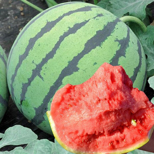Dayu Lazy Man Watermelon Seed Seedlings Extra Large Suitable for Early Maturing Lazy Man in the South 8424 Kirin Melon Meidu Seedless Fruits and Vegetables Weiyu Meidu Watermelon Seeds 150 capsules/barrel