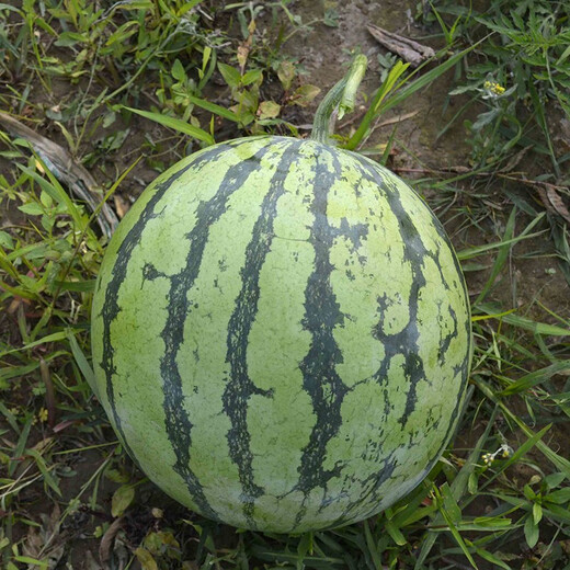 Zhongke Maohua Vegetable and Fruit Seeds Rock Sugar Kirin Watermelon Seeds Early Mature Xinjiang 8424 Super Sweet Pink Flesh Melts in the Mouth Rock Sugar Kirin 5g/bag (about 90 pieces) Small area